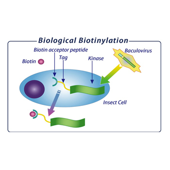 Biotinylated Kinase Proteins