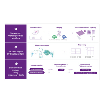 STOmics(Stereo-seq)
