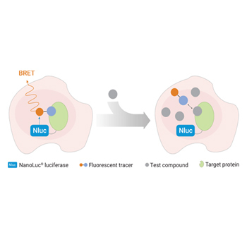 Live cell-based NanoBRET™ TE