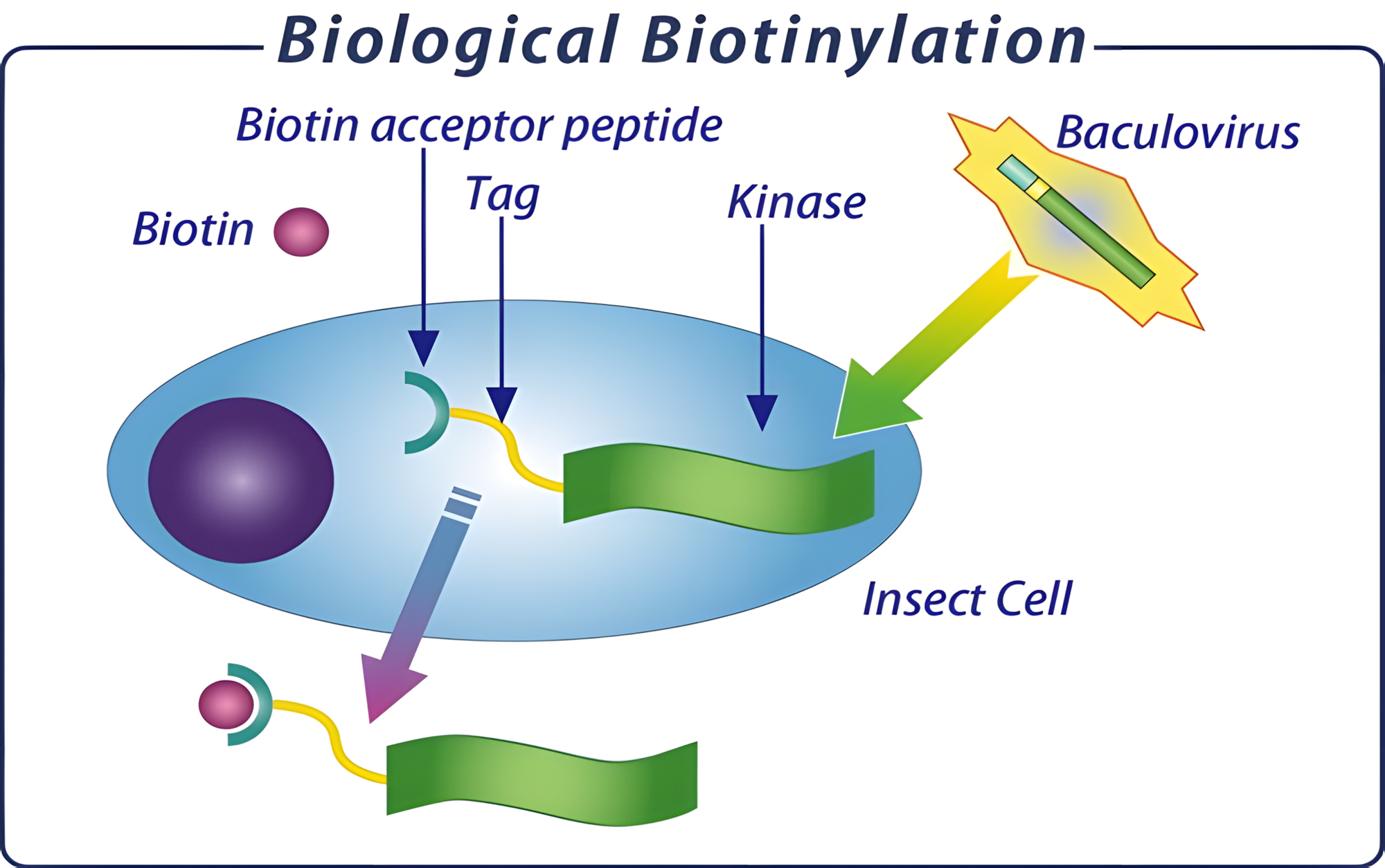 Biotinylated Kinase Proteins 이미지01