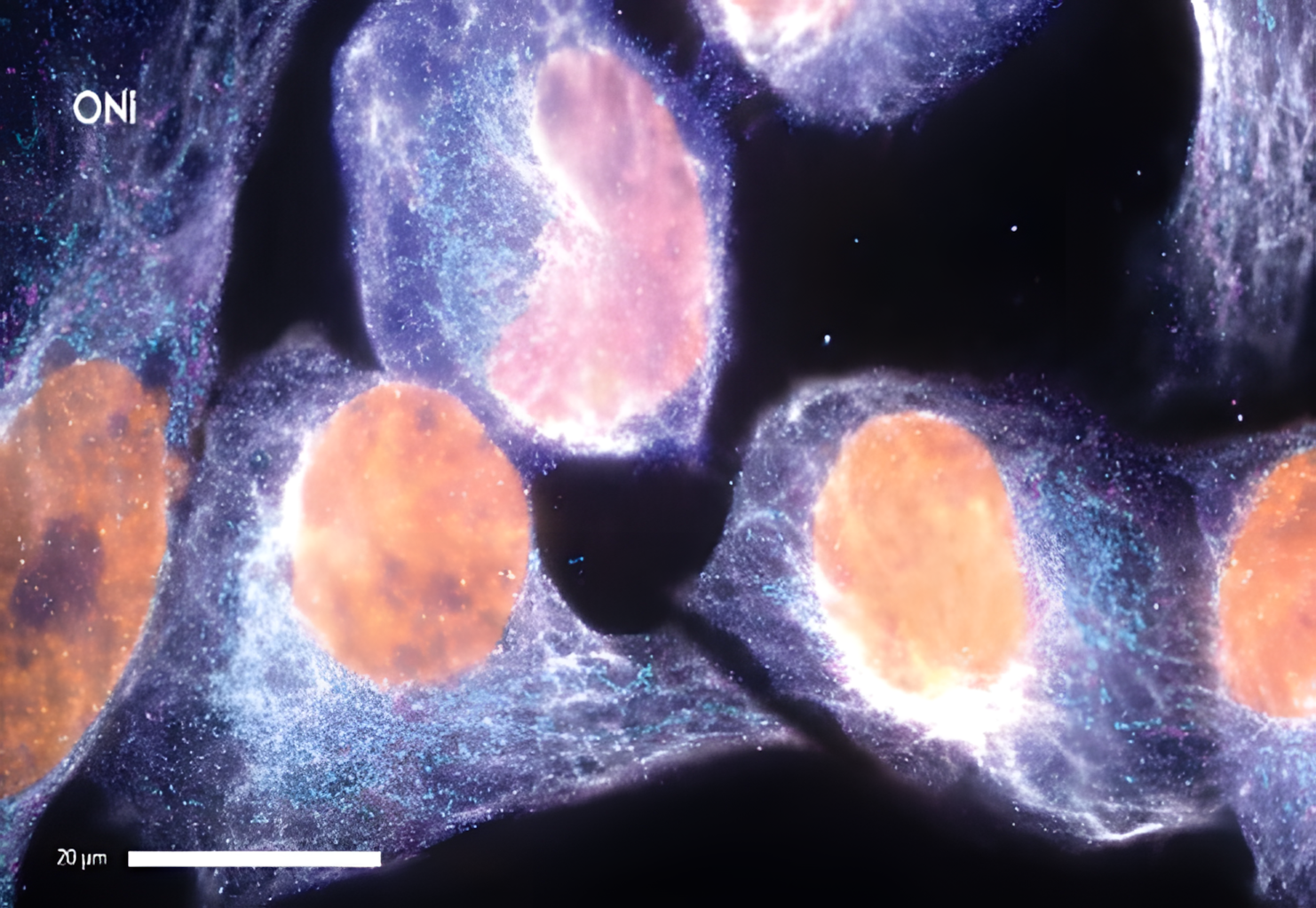 Discovery Kit™: dSTORM in Cells 이미지02