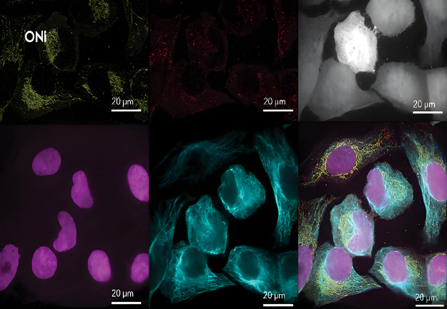 Discovery Kit™: dSTORM in Cells 이미지03