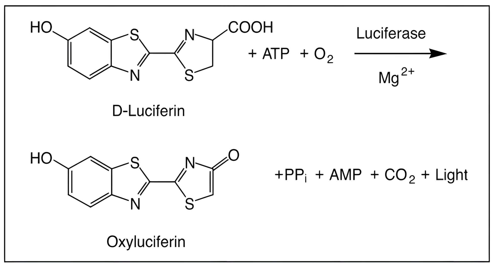 steadylite™ plus 이미지02