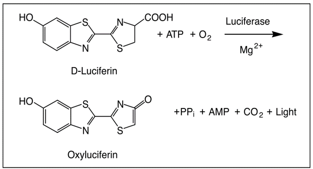 neolite™ 이미지02