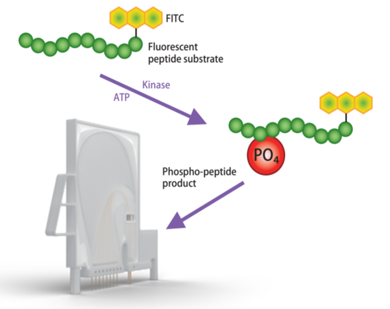 Activity-based MSA/IMAP-Profiling Assay Service 이미지02