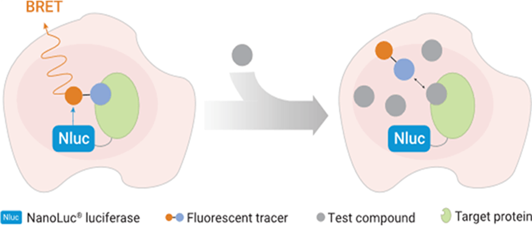 Live cell-based NanoBRET™ TE 이미지01
