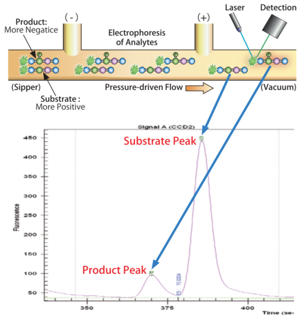 Activity-based MSA/IMAP-Profiling Assay Service 이미지01