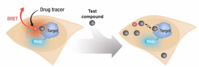 Live cell-based NanoBRET™ TE 이미지02