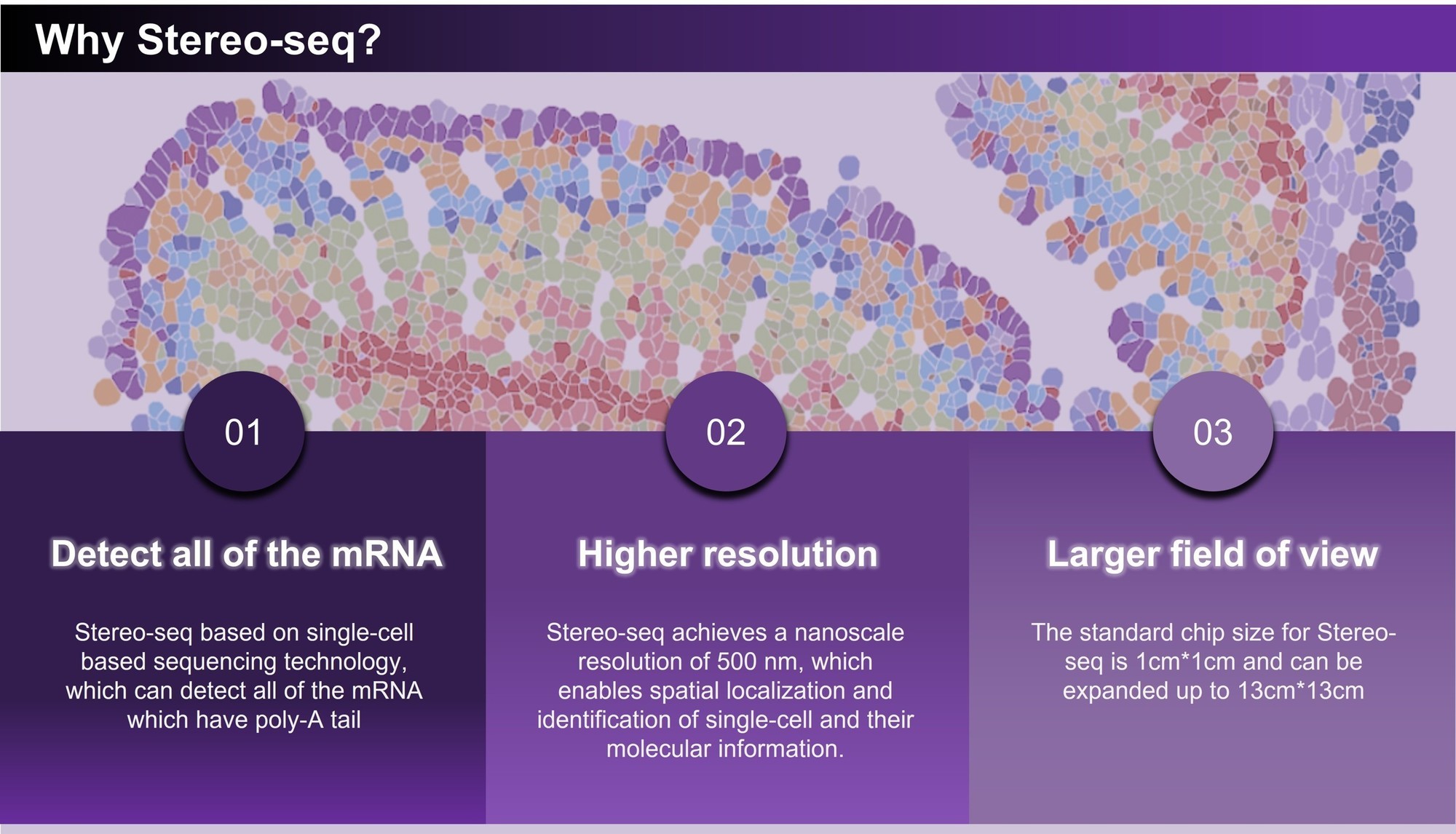 Stereo-seq All step service_FF 이미지01